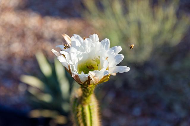 GoldenCactusFlowerBeesJuly-22-1