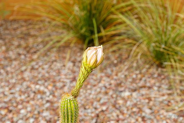 GoldenCactusFlowerJuly-22-1