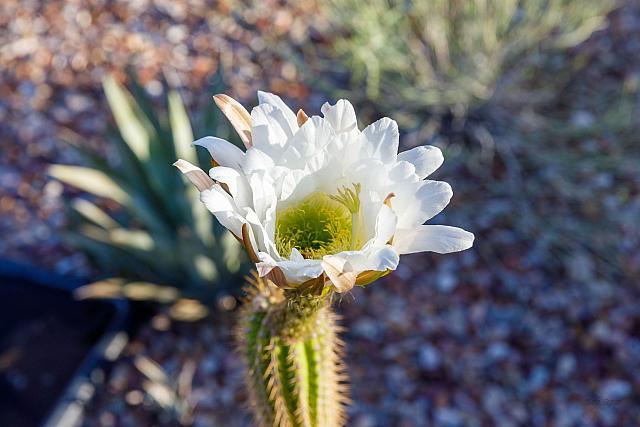 GoldenCactusFlowerJuly-22-2