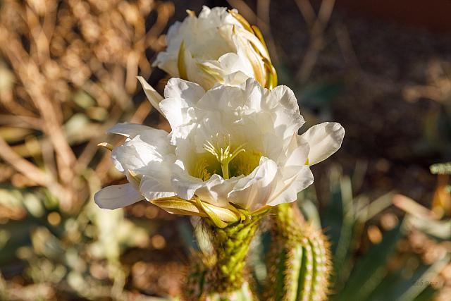 GoldenCactusFlowerJuly-22-3