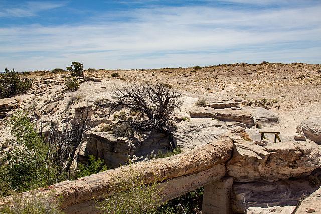 PaintedDesert-PetrifiedForrrestNpJenny-16