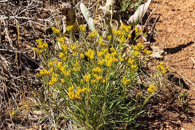 BlackcanyonNP-49