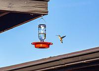 Hummingbirds-1-2