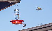 Hummingbirds-1