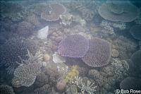 Great Barrier Reef