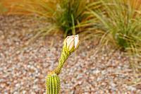 GoldenCactusFlowerJuly-22-1