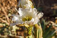 GoldenCactusFlowerJuly-22-4