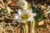 GoldenCactusFlowerJuly-22-5